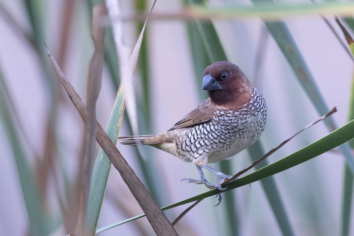 Scaly-breasted Munia - Jared Keyes