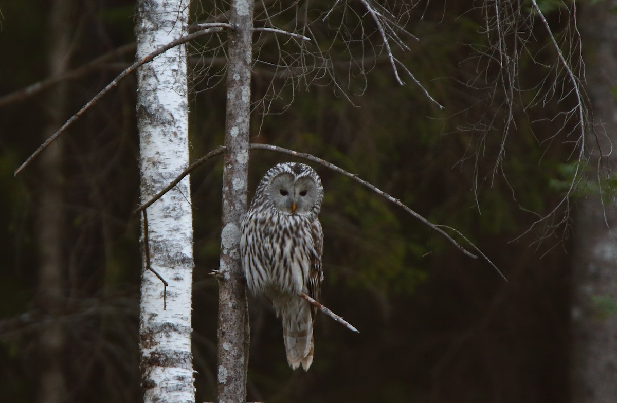 Ural Owl - ML175986591