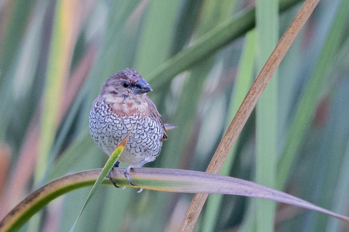 Scaly-breasted Munia - ML175986601