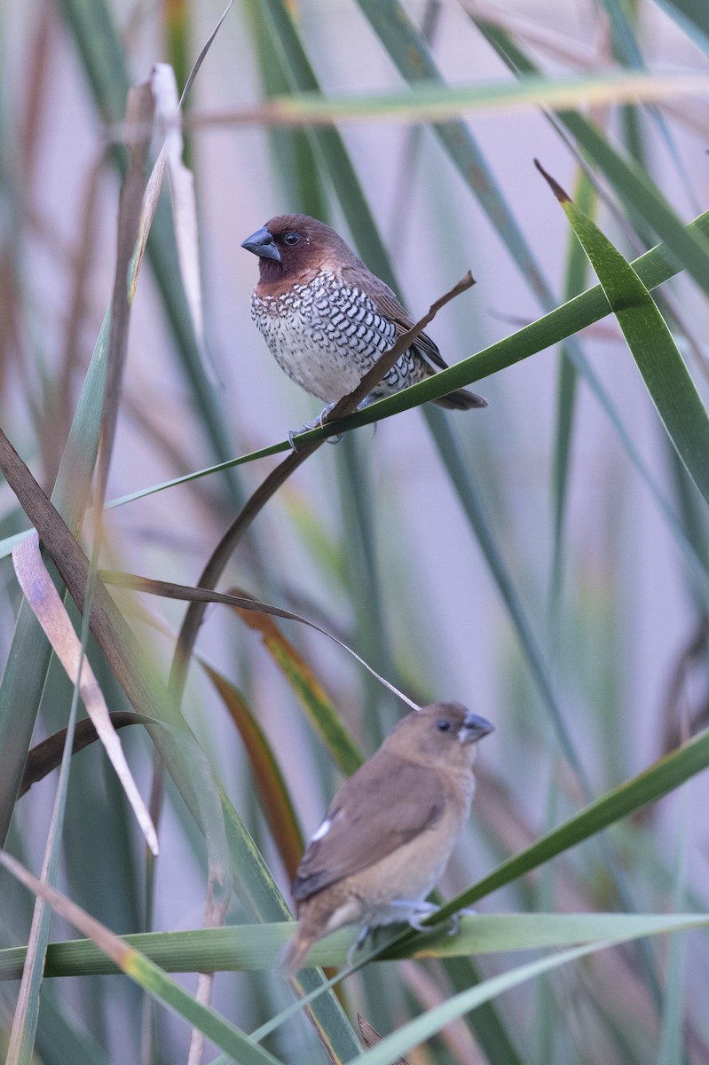 Scaly-breasted Munia - ML175986611