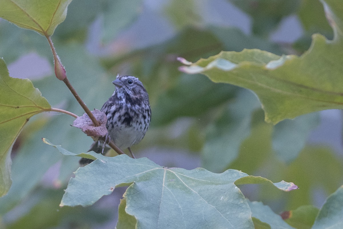 Song Sparrow - ML175986641