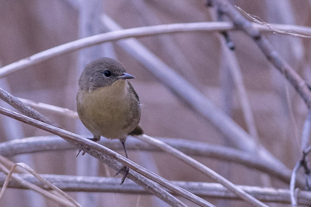 Paruline masquée - ML175986761