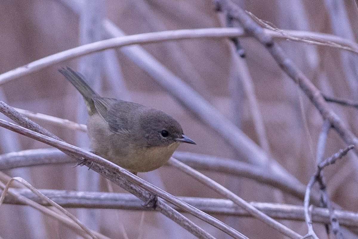 Common Yellowthroat - ML175986771