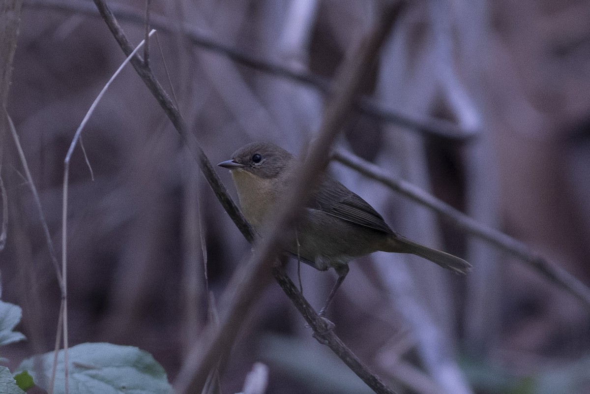 Common Yellowthroat - ML175986781