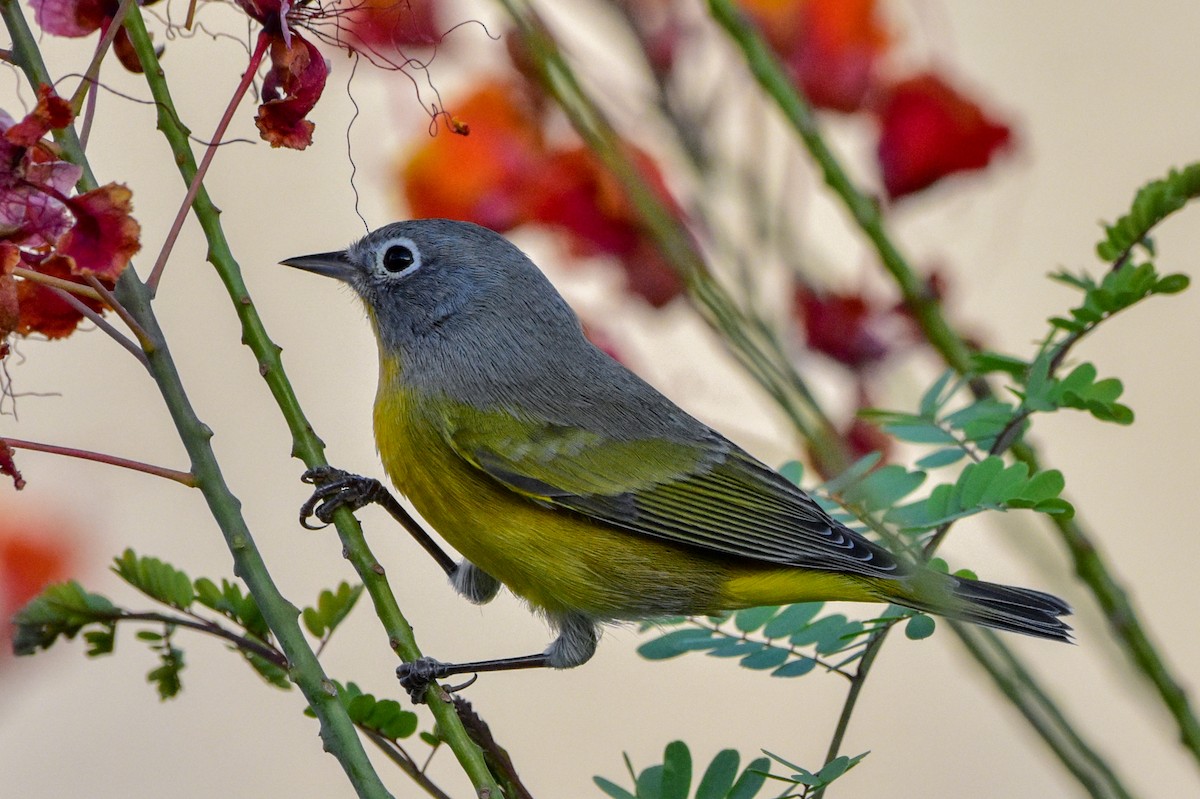 Nashville Warbler - Nate Gowan