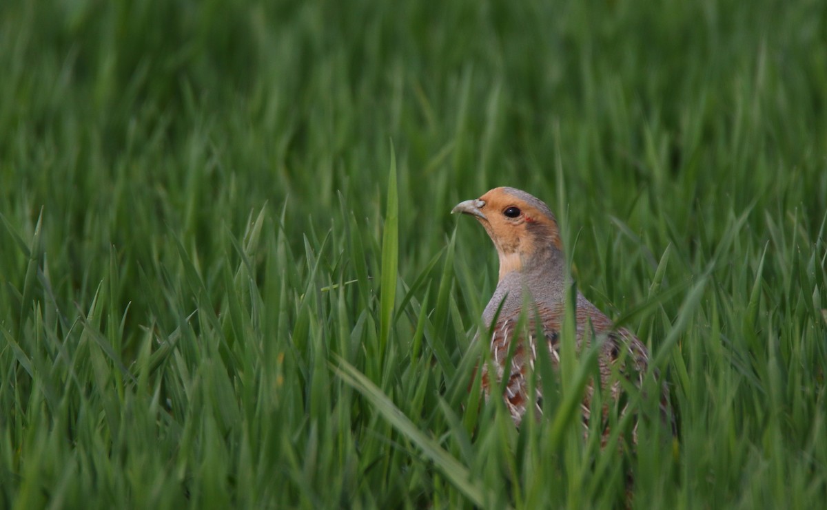 Gray Partridge - Thanasis Tsafonis