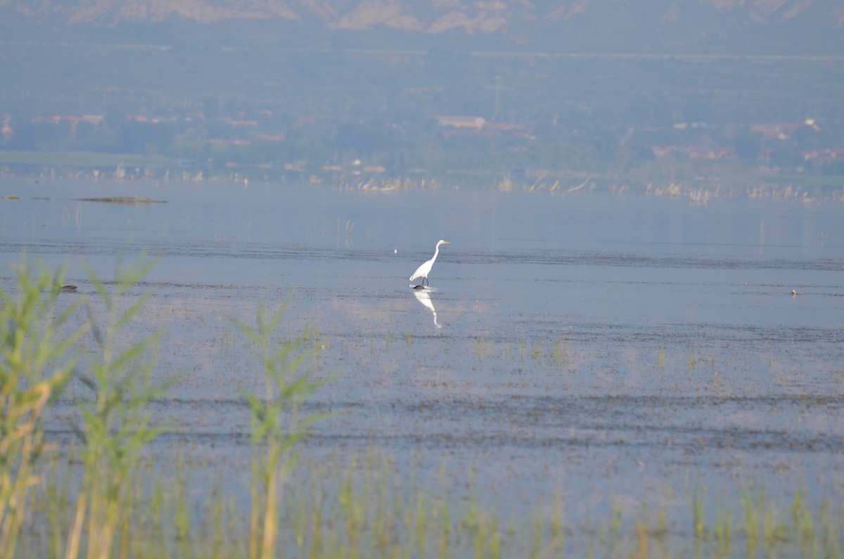 Grande Aigrette - ML175990411