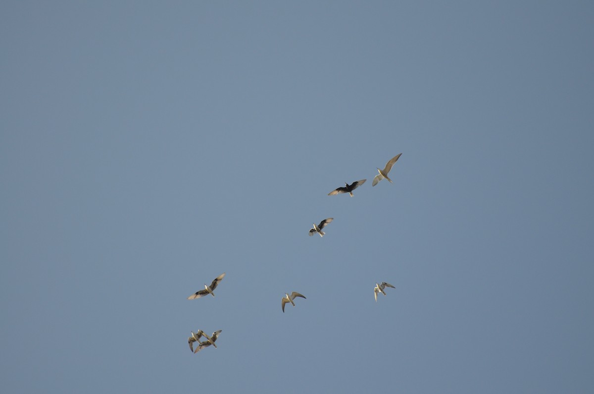 白翅黑燕鷗 - ML175990681