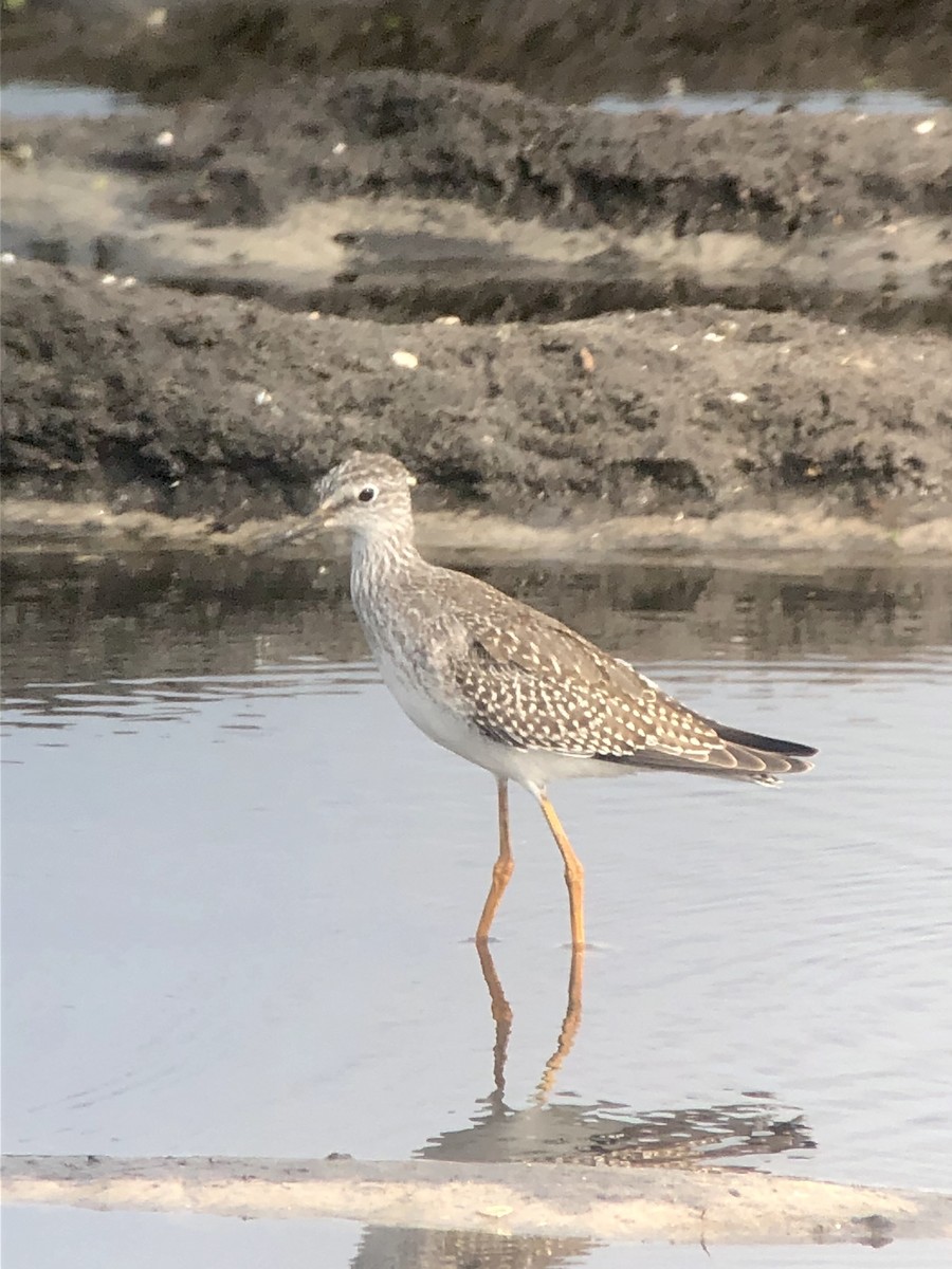 Lesser Yellowlegs - ML175991141