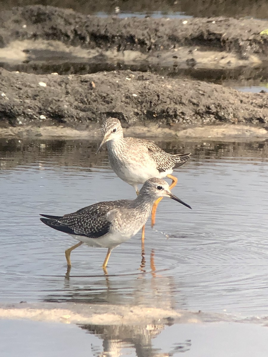 Lesser Yellowlegs - ML175991151