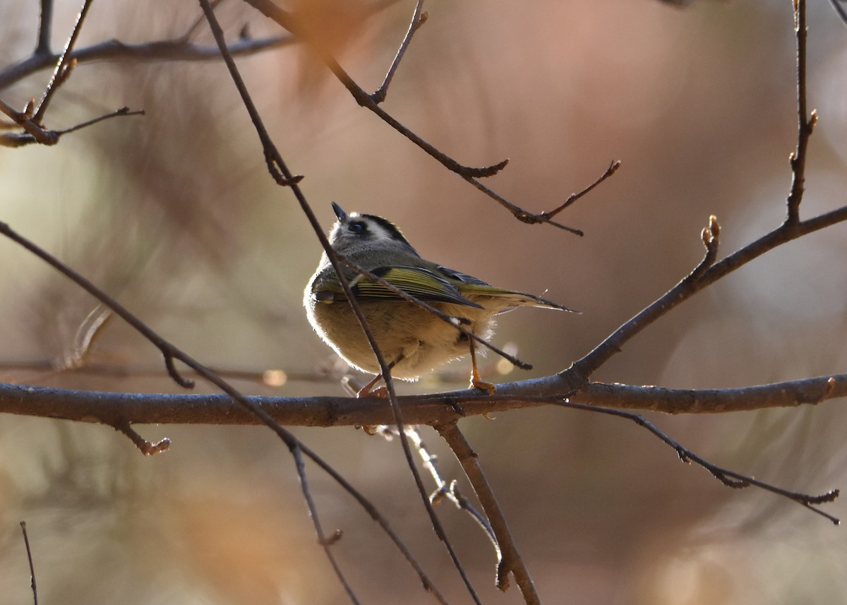 Golden-crowned Kinglet - ML175991301