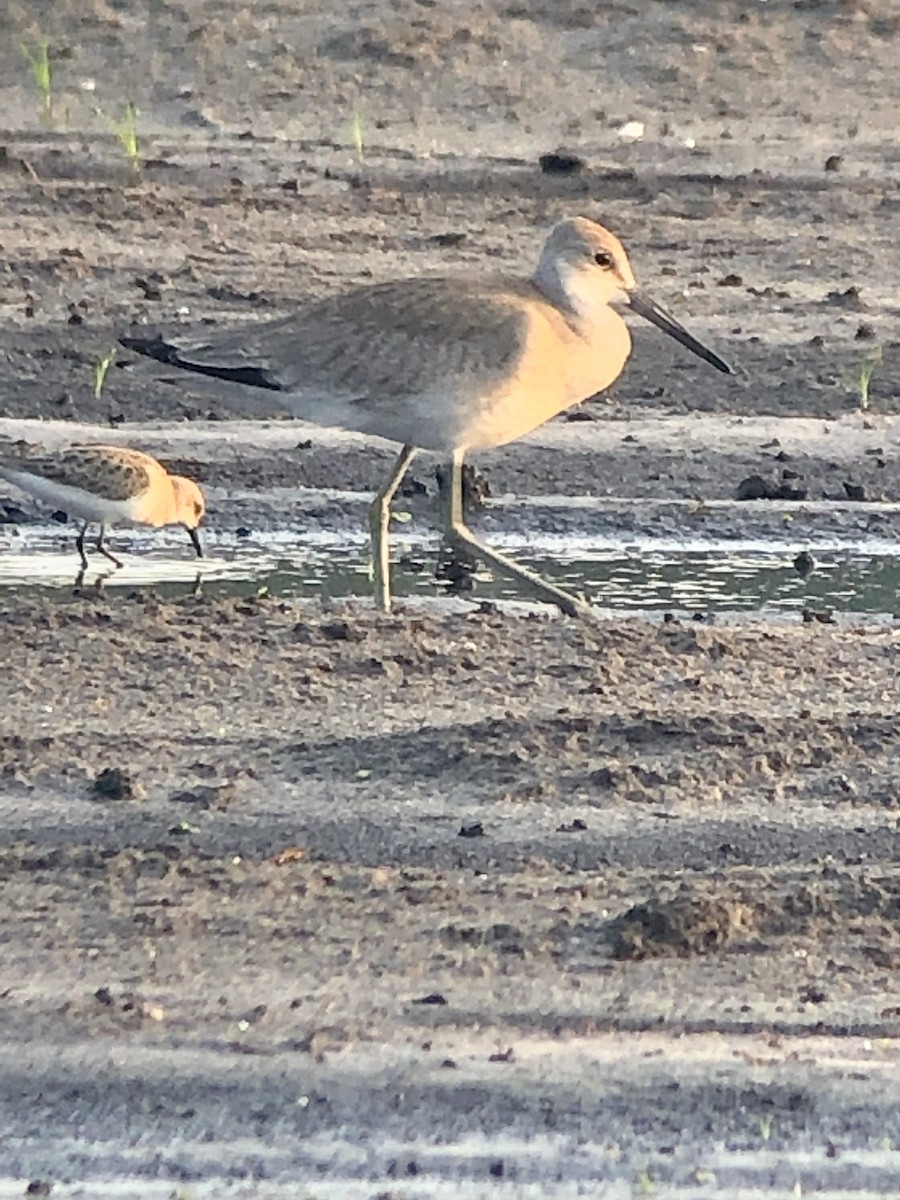 willetsnipe (inornata) - ML175991311