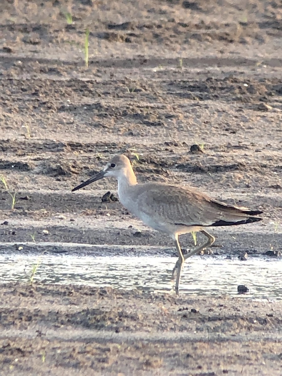 Chevalier semipalmé (inornata) - ML175991351