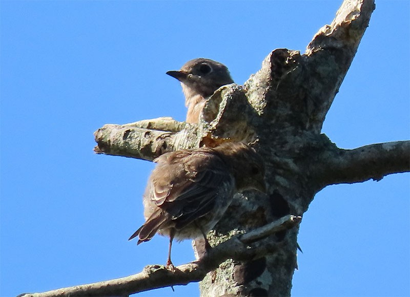 Eastern Bluebird - ML175993611