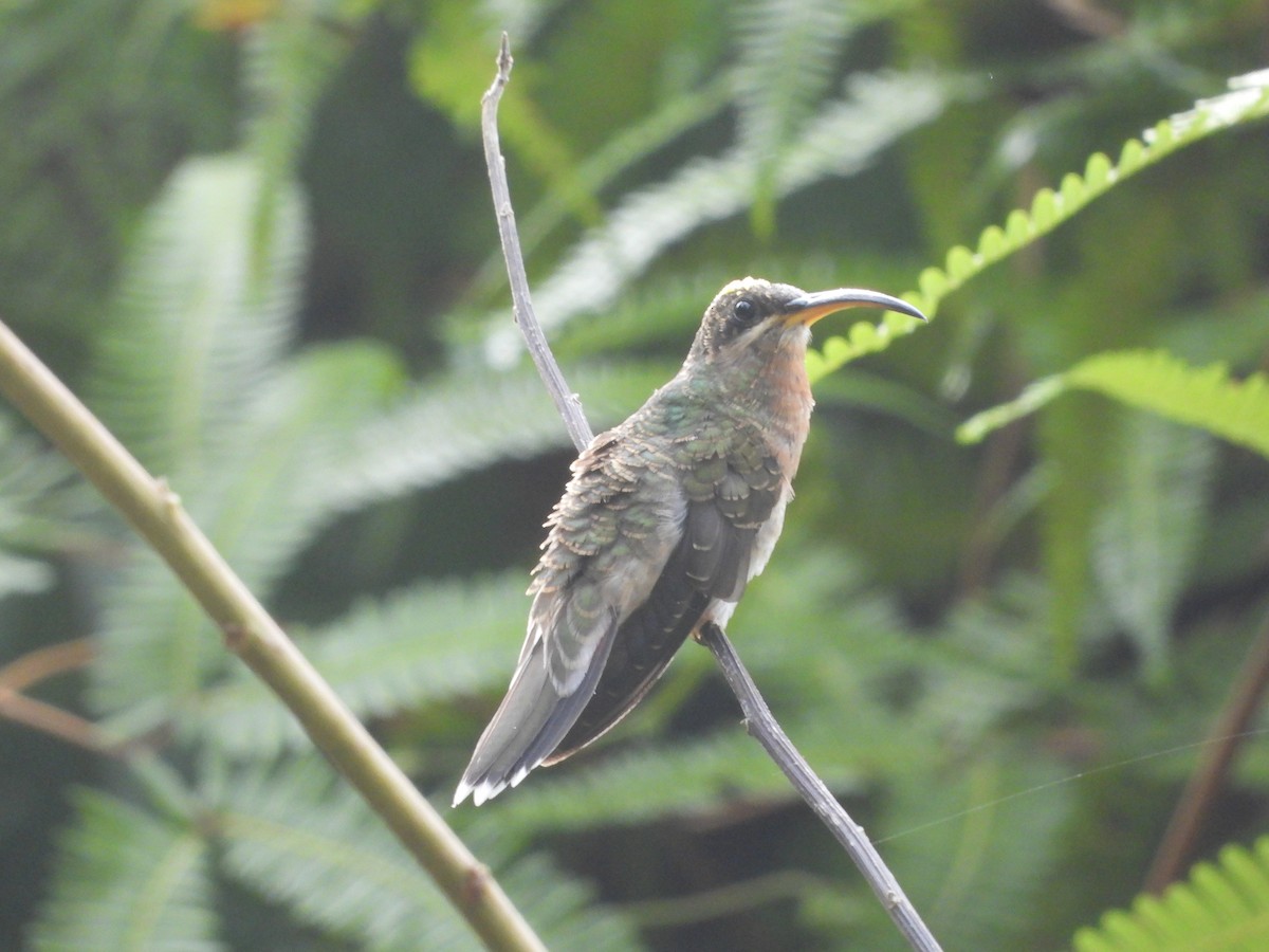 Rufous-breasted Hermit - Jorge Galván