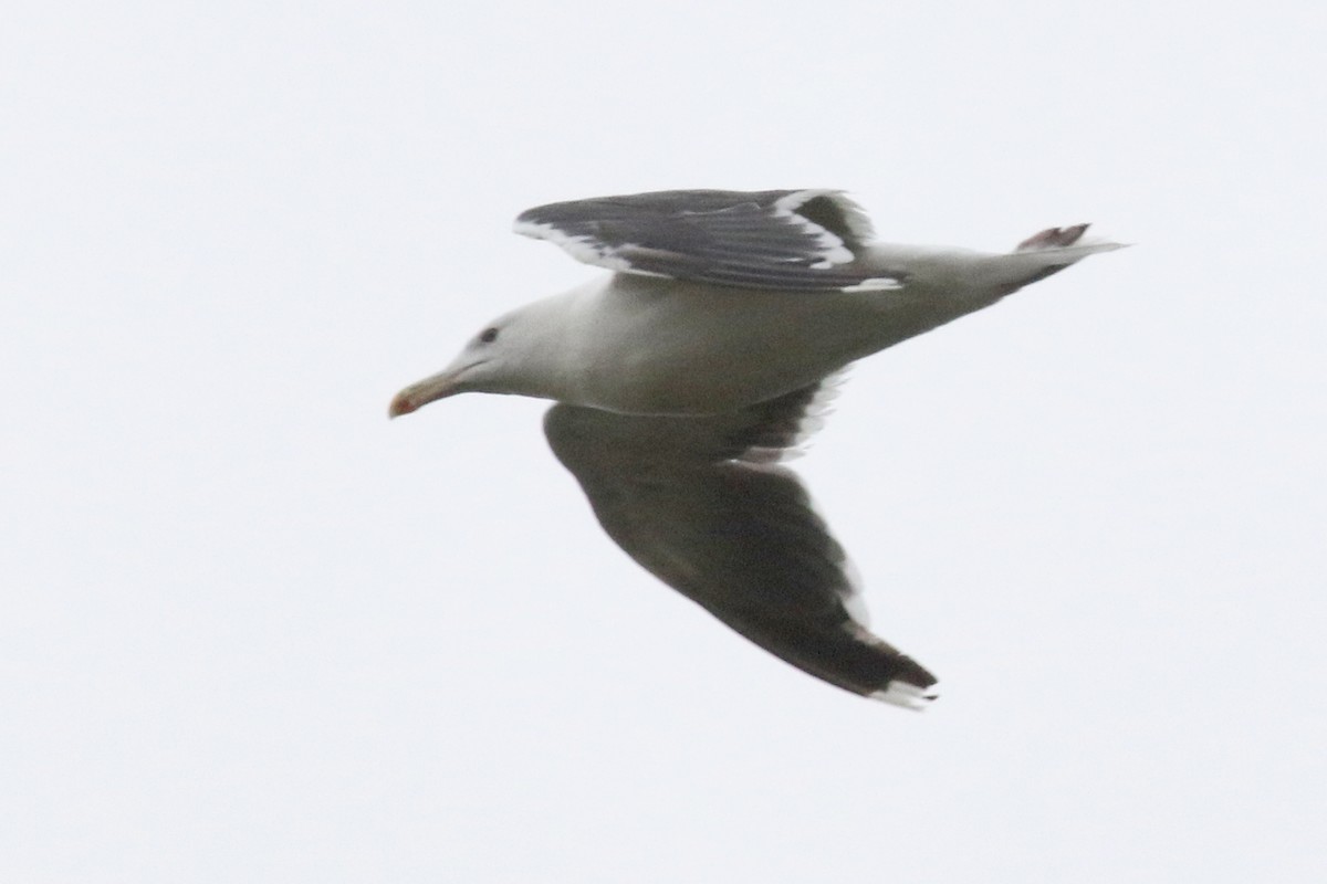 Great Black-backed Gull - ML175994061