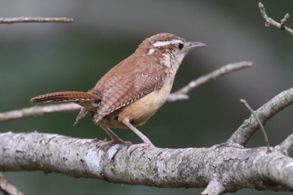 Carolina Wren - ML175994161