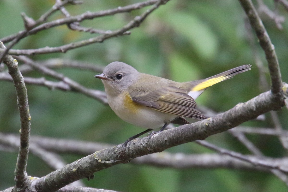 American Redstart - ML175994221