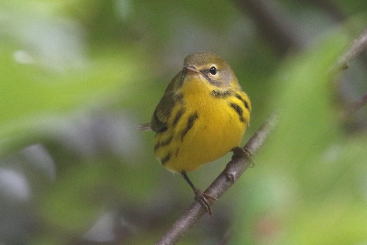 Prairie Warbler - ML175994261