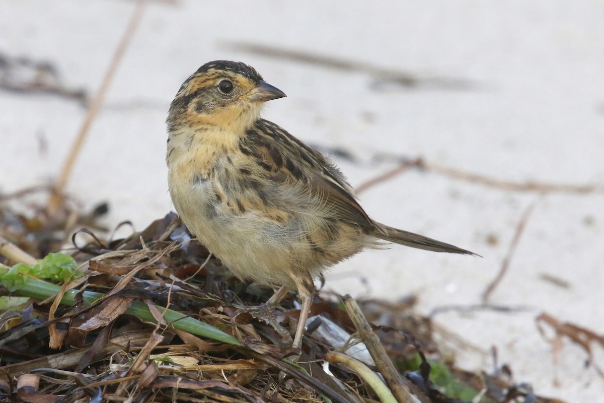 Saltmarsh Sparrow - ML175998591