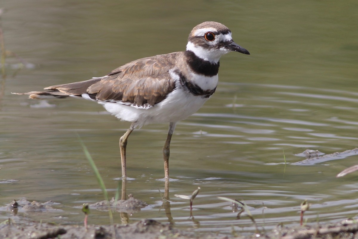 Killdeer - ML176000091