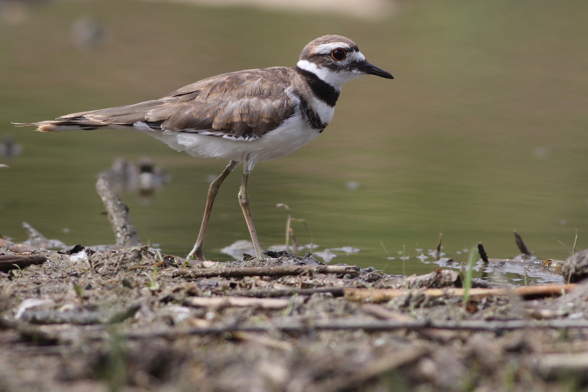 Killdeer - ML176000101