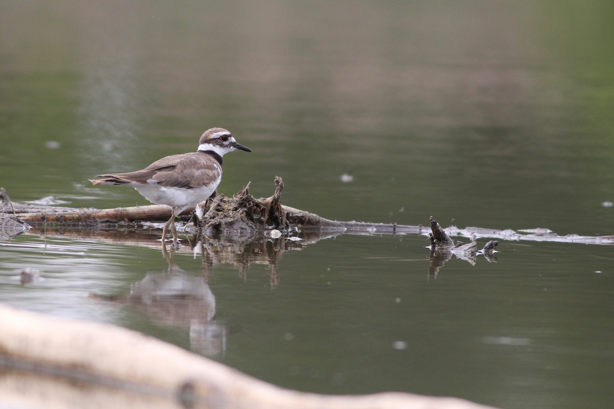 Killdeer - ML176000111