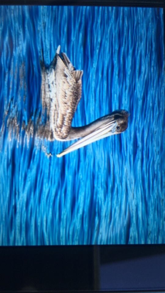 Brown Pelican - ML176000131