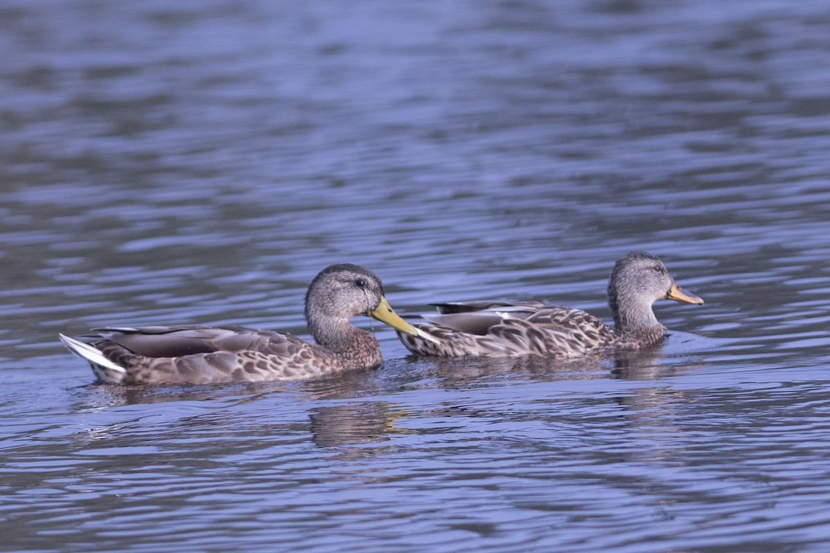 Canard colvert - ML176001821