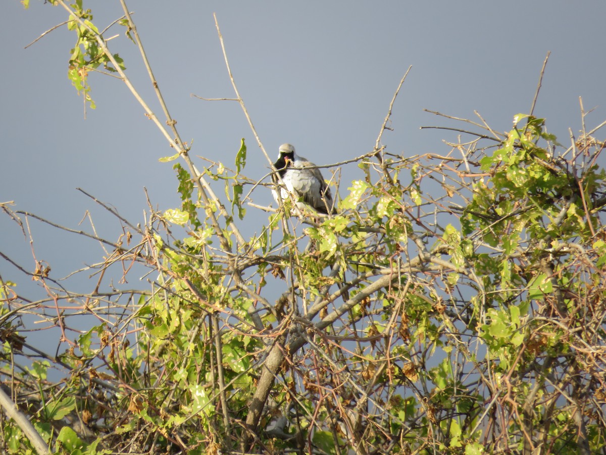 Namaqua Dove - ML176001901