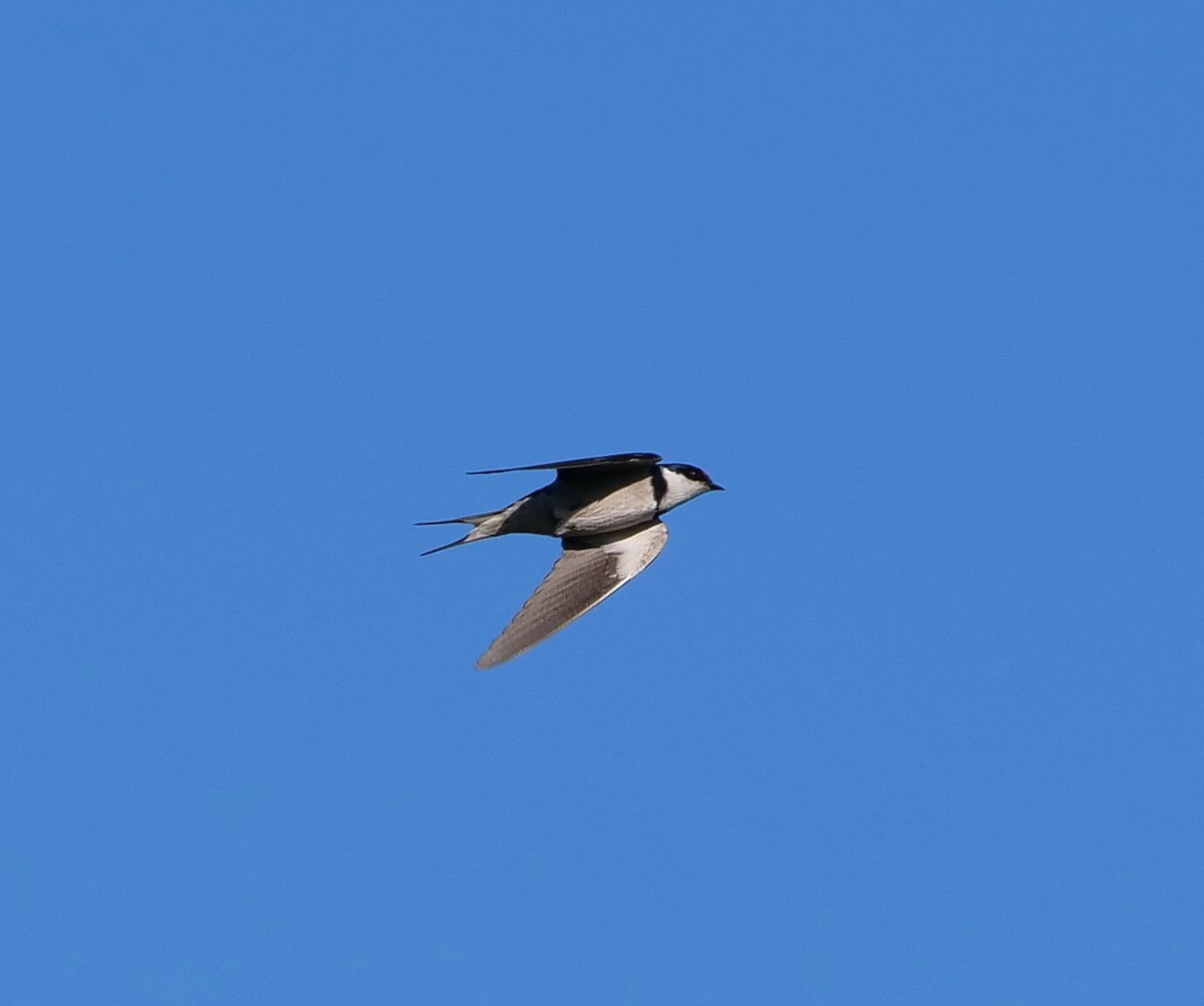 Golondrina Gorjiblanca - ML176002291
