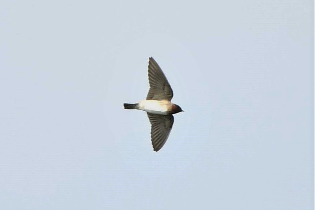 Cliff Swallow - ML176002311