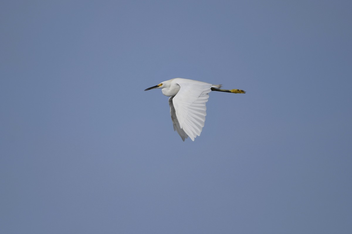 Snowy Egret - ML176002781