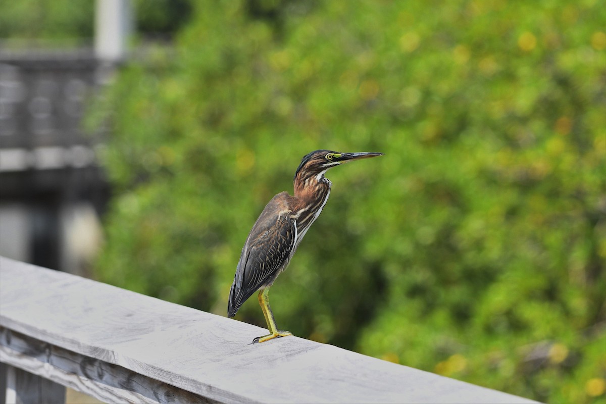 Green Heron - ML176002931