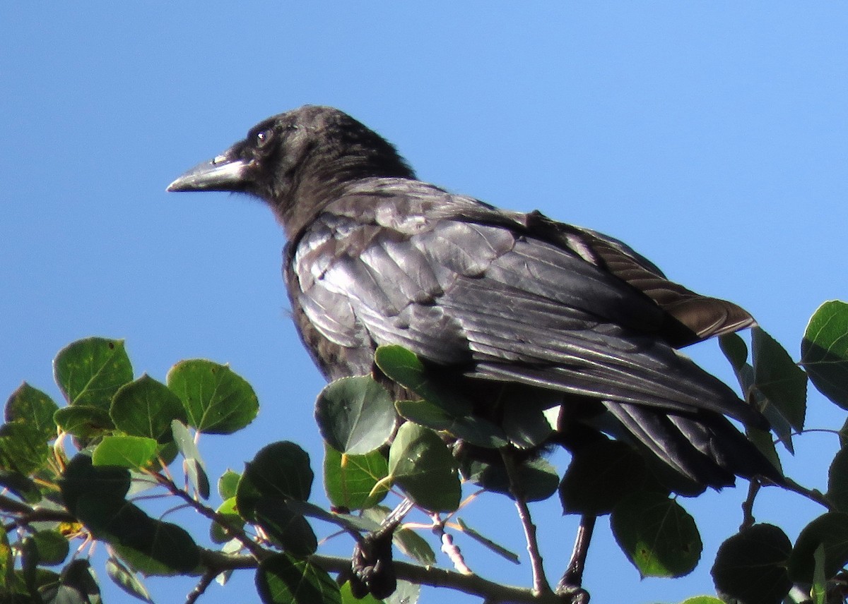 American Crow - ML176003271