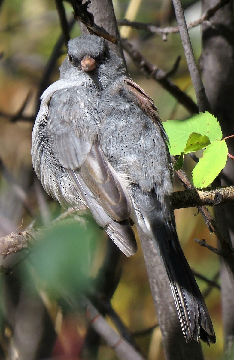 Dark-eyed Junco (Gray-headed) - ML176003371