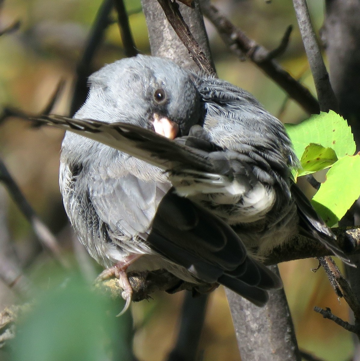 Dark-eyed Junco (Gray-headed) - ML176003411