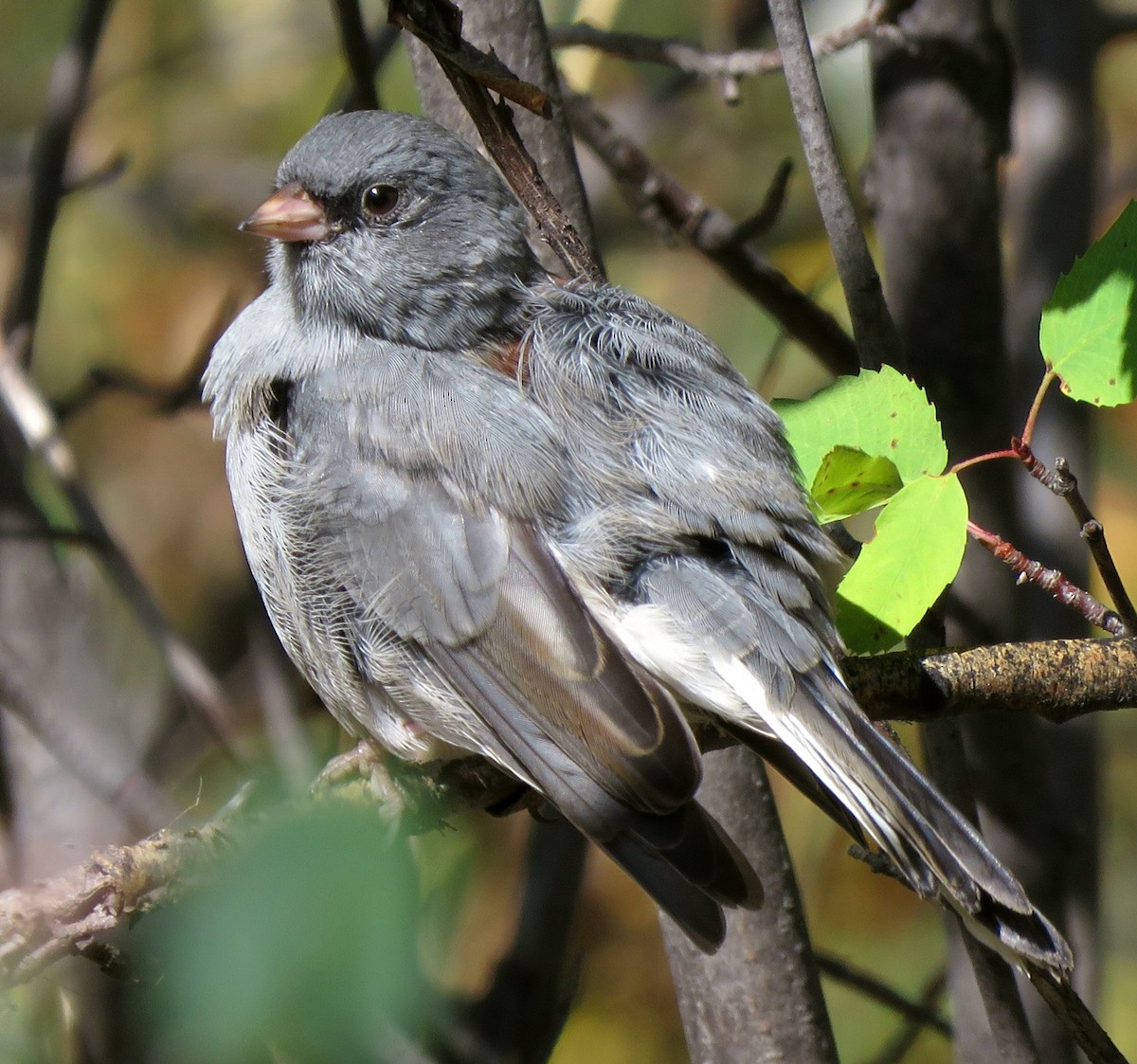 Dark-eyed Junco (Gray-headed) - ML176003431