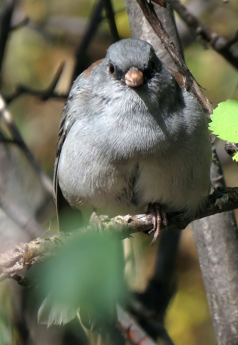 Dark-eyed Junco (Gray-headed) - ML176003451