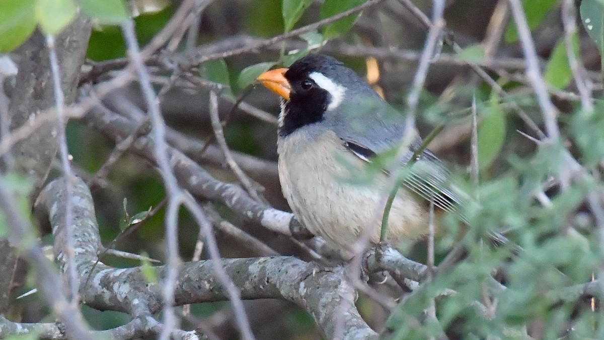 Golden-billed Saltator - ML176003631