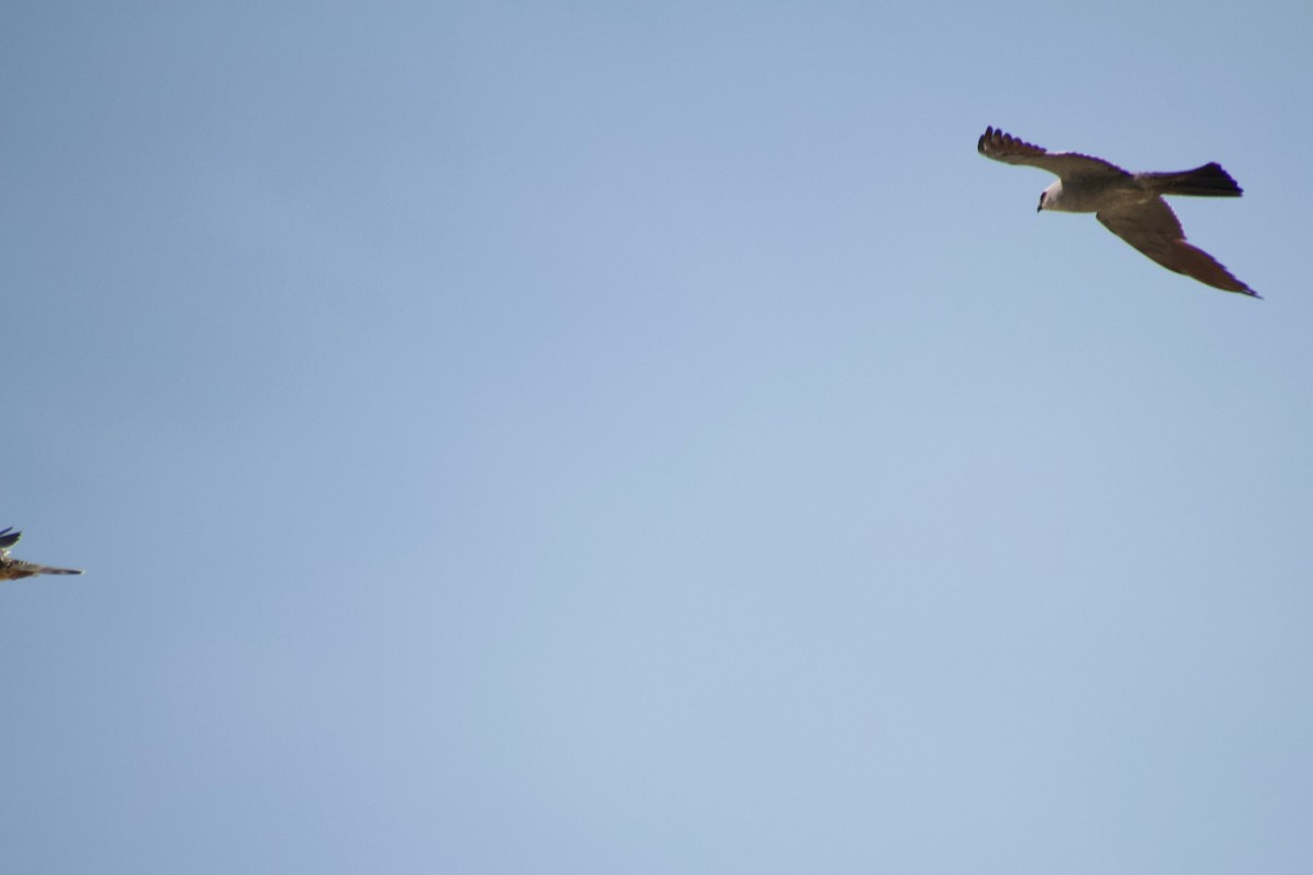 Mississippi Kite - ML176004101