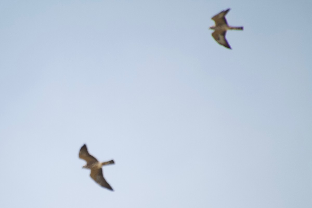 Mississippi Kite - ML176004121