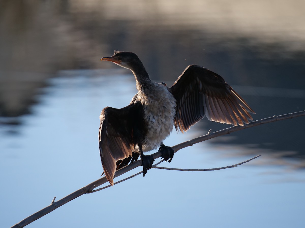 Cormorán Africano - ML176004281
