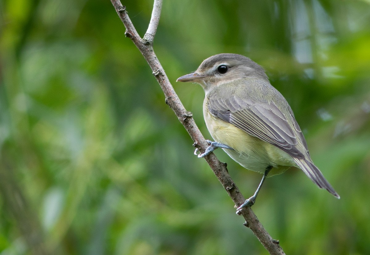 Warbling Vireo - ML176004381