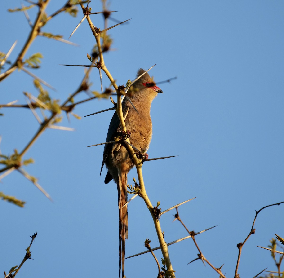 Pájaro Ratón Carirrojo - ML176004451