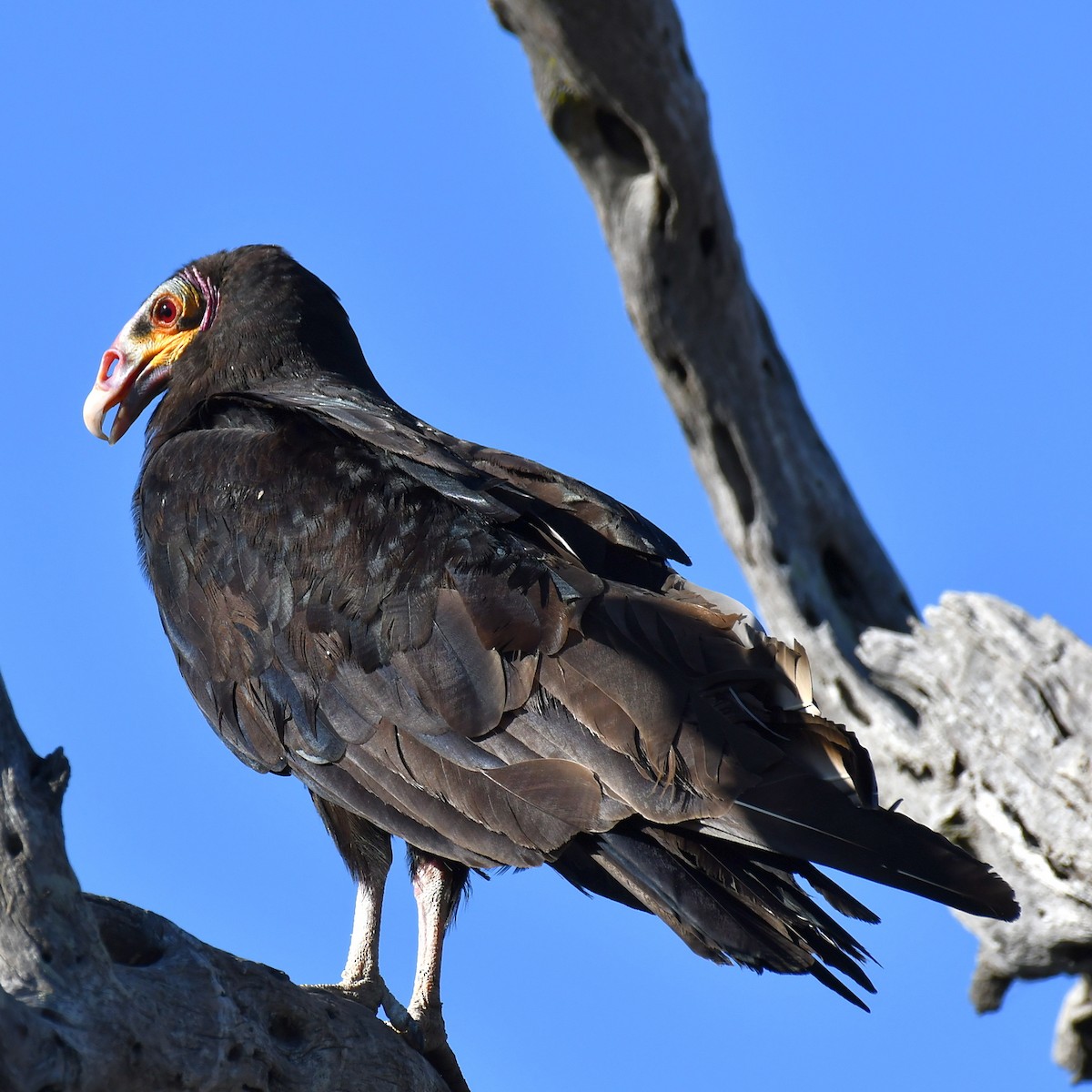Lesser Yellow-headed Vulture - ML176004701
