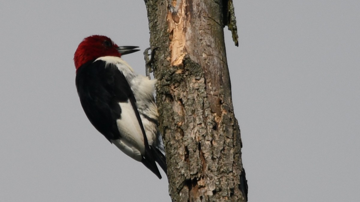 Red-headed Woodpecker - ML176007841