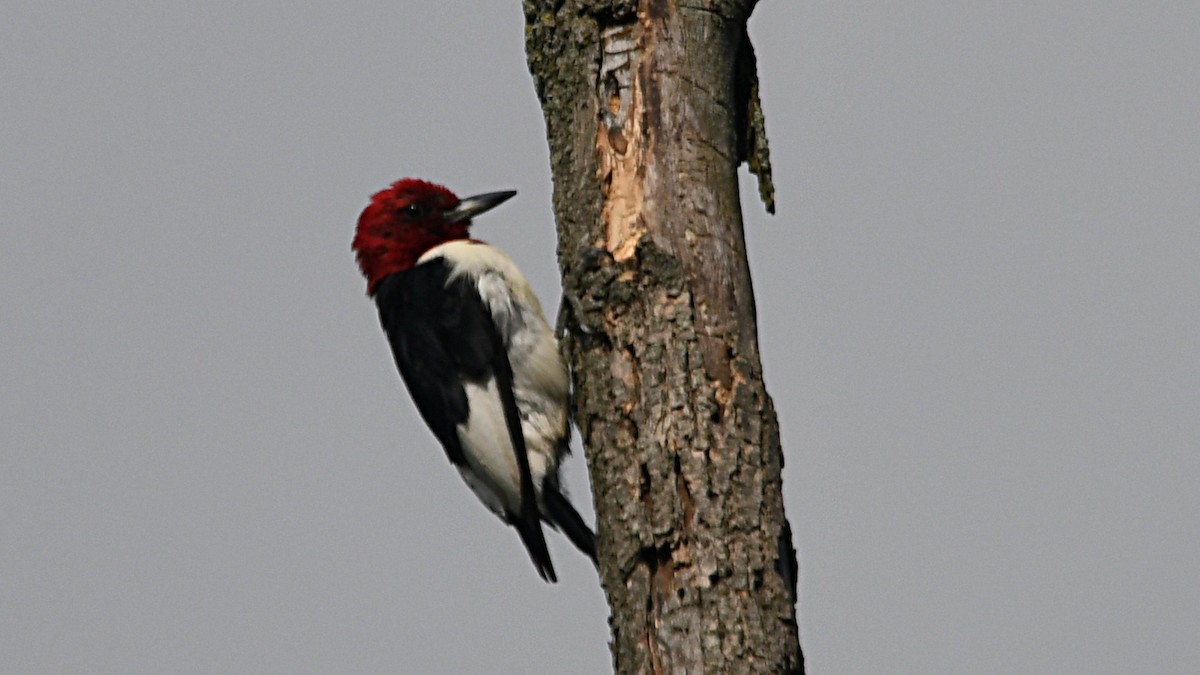 Red-headed Woodpecker - ML176007851