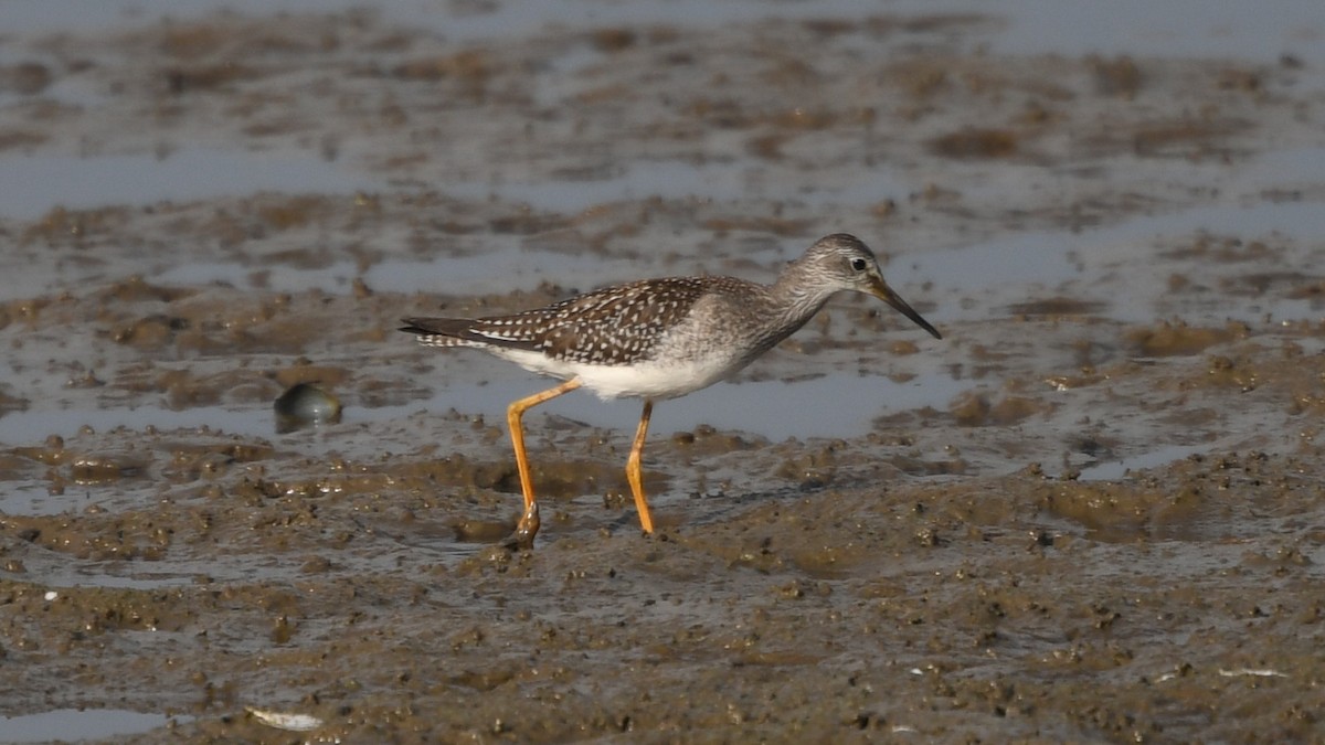 Lesser Yellowlegs - ML176008041