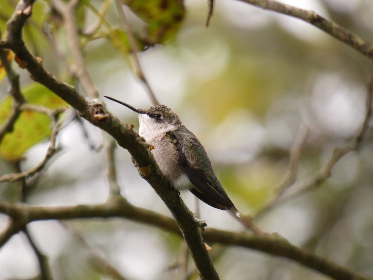 Ruby-throated Hummingbird - ML176008121